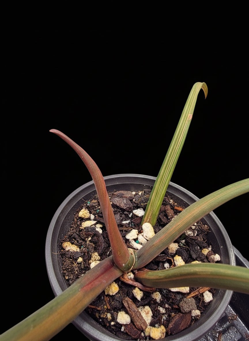 Variegated Philodendron Caramel Marble. 6inch pot. US Seller.