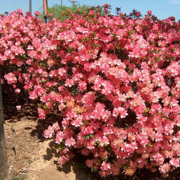 ~HAMPTON BEAUTY~~Azalea Rhododendron Deciduous Starter Plant~~RARE HEAVY BLOOMER