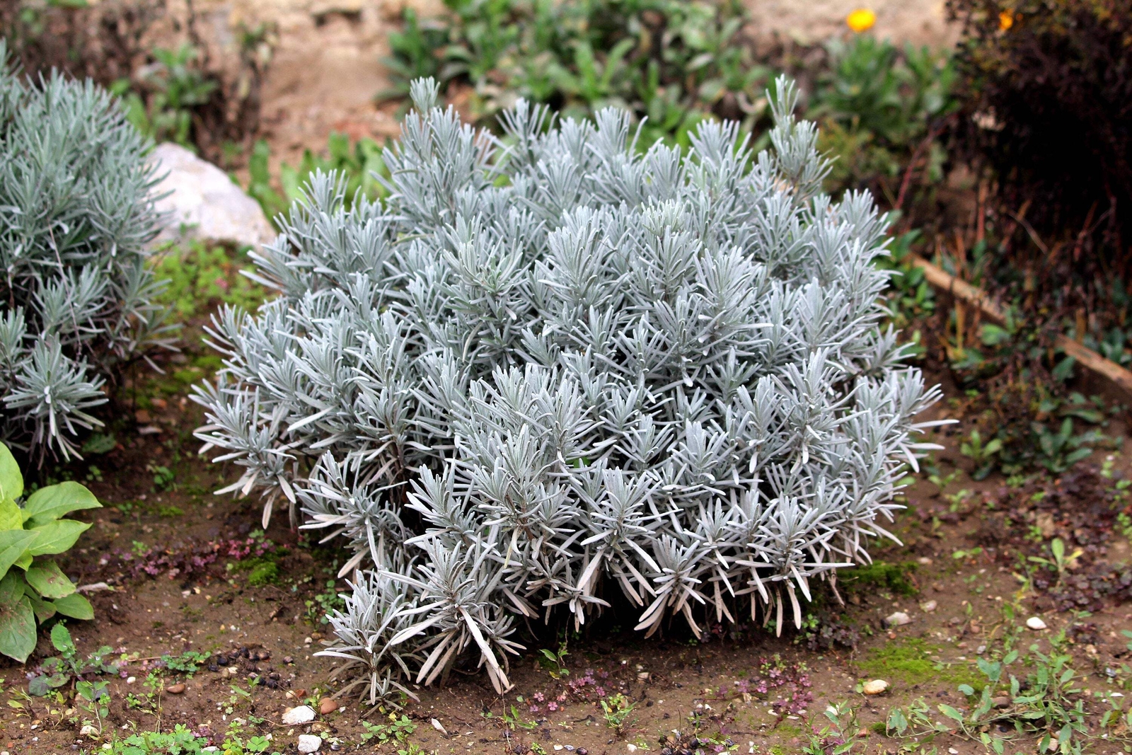 150 Portuguese SPIKE LAVENDER Lavandula Latifolia Blue Purple Flower Herb Seeds
