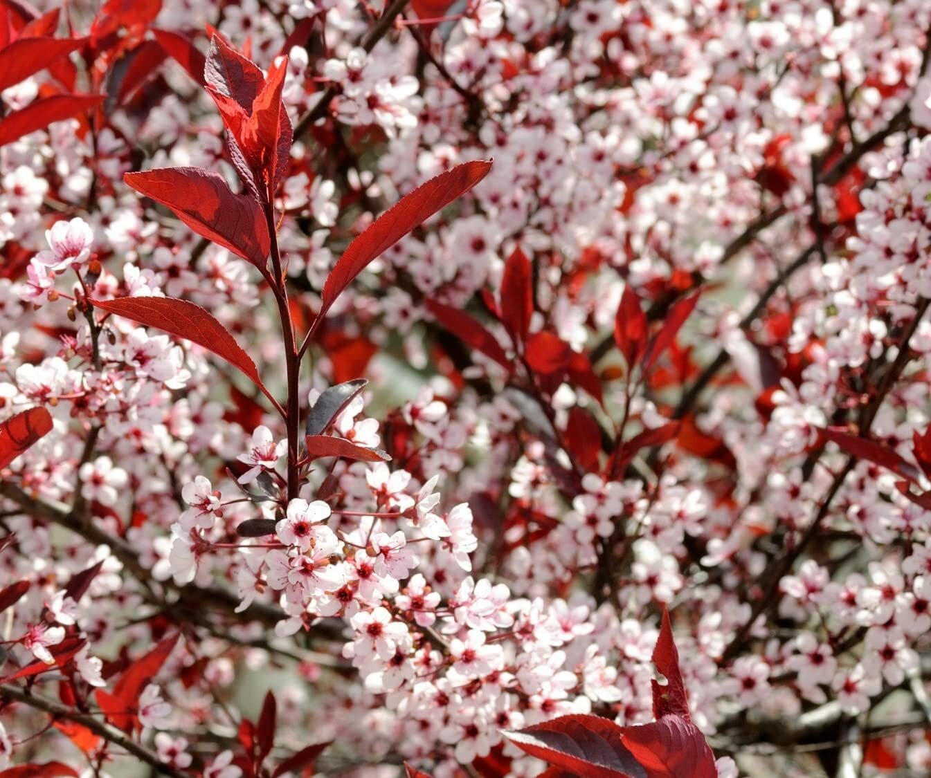 Western Sand Cherry Seeds 6 Seeds Very Rare Great for Landscaping or Bonsai
