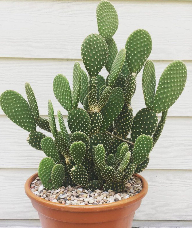 4 Bunny Ears Opuntia Microdasys Cactus Succulent With Pot Live Plant