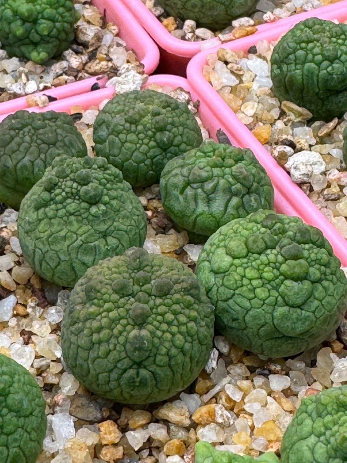 Pseudolithops eylensis Seedling Rare Succulent Live Plant 1” Seed Grown USA