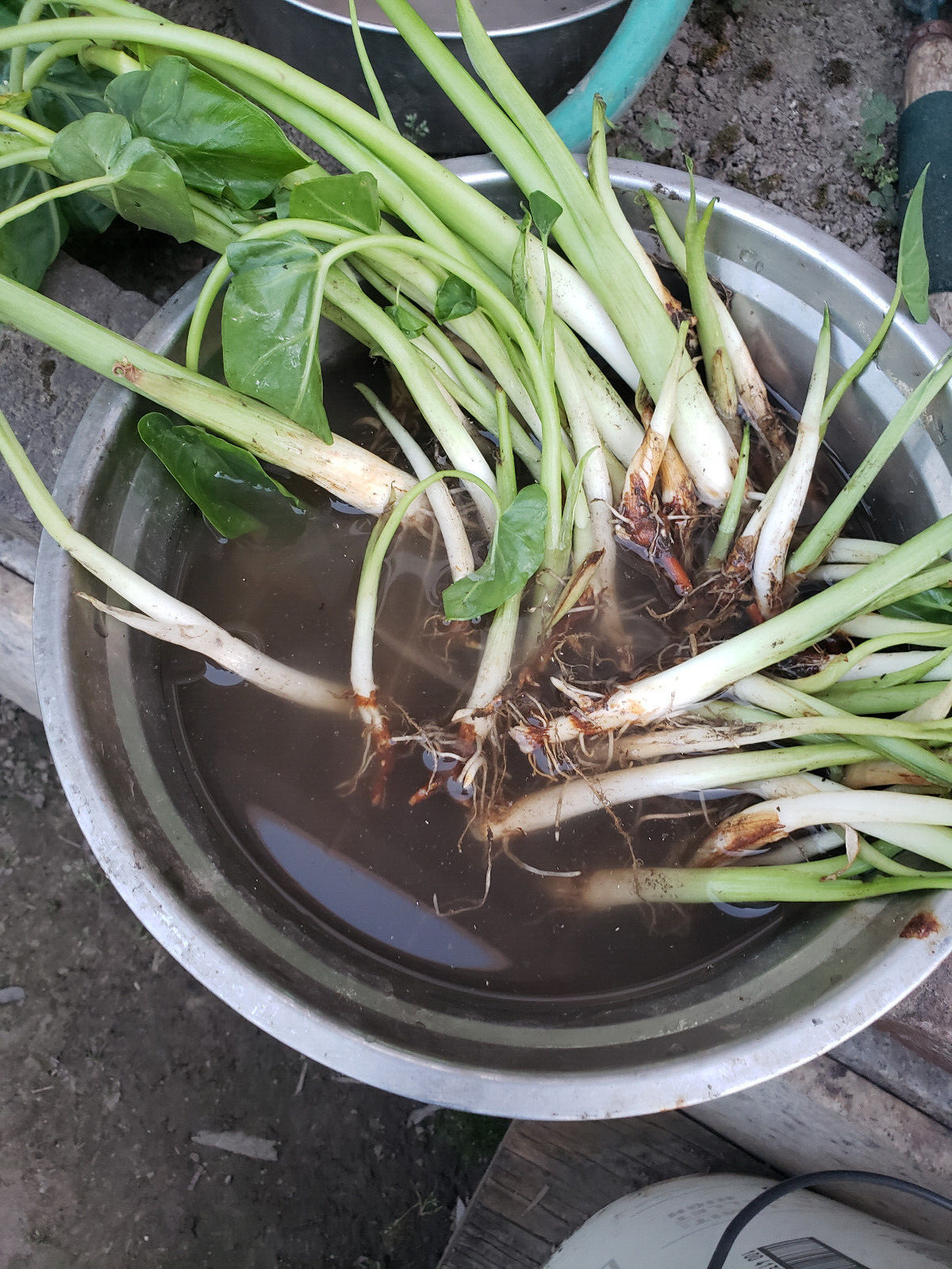 10 pcs EDIBLE Elephant Ear Stalks LIVE PLANT – Taro babyl plants / Bac ha
