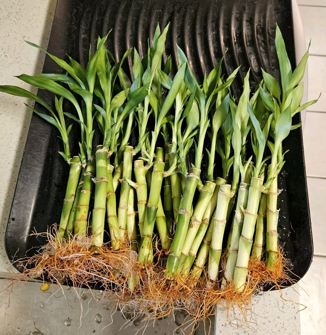 8 LUCKY BAMBOO PLANTS 4″ and 6″ Indoor Perennial, Feng Shui, Ideal GIFT, Water