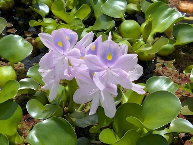 5 Water Hyacinth Pond Plant Floating Live READ DESCRIPTION