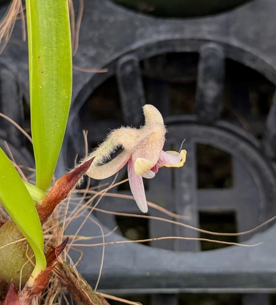Unusual Orchid Species Eria globifera. Wooly Flower Buds! Looks Like A Moth!