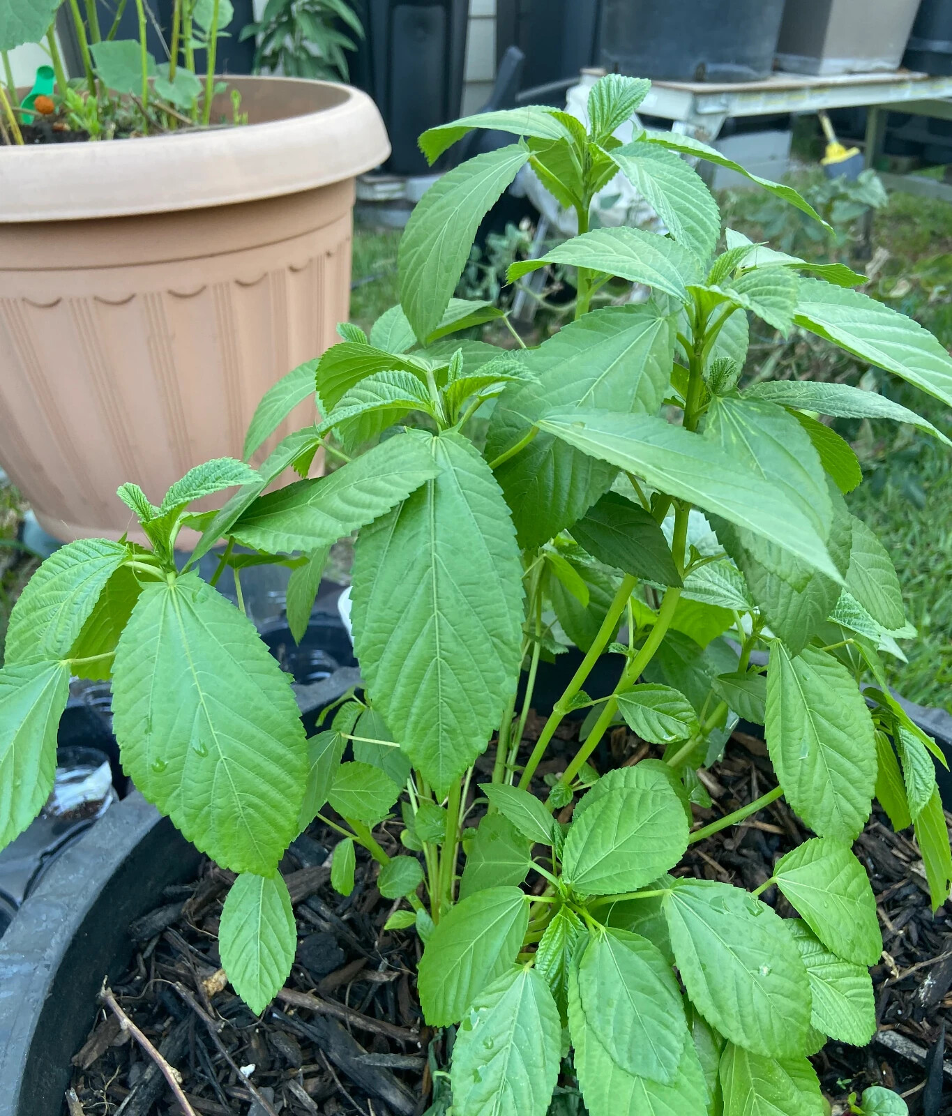 1000+ Molokhia – Egyptian Spinach Seeds,Rau Day,Saluyot Heirloom, Non-GMO
