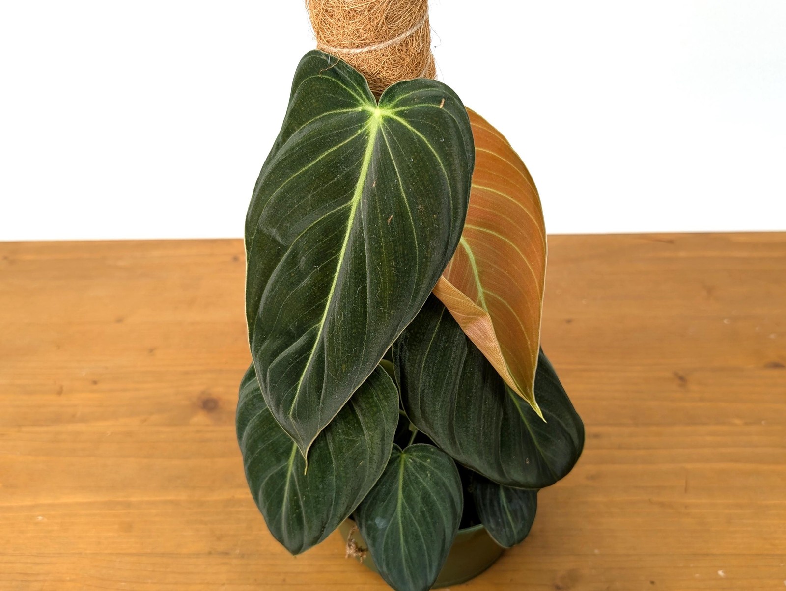 FULL & LARGE Philodendron Melanochrysum 2+ Plants per Pot – 4 Inch Pot