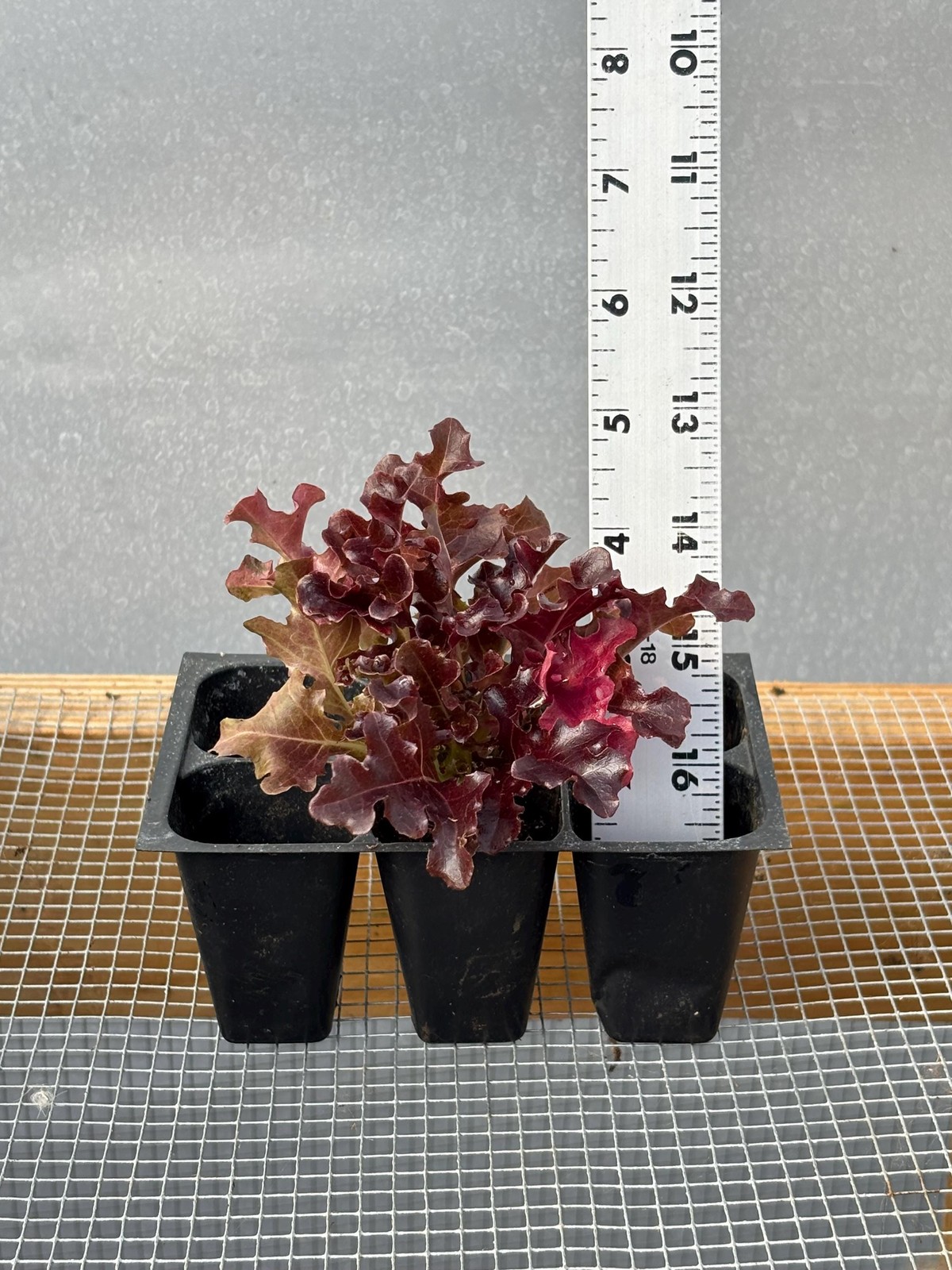 Danyelle Lettuce Live Plants – Seedlings/Plugs- 2″- 6″ tall – 30-50 days old