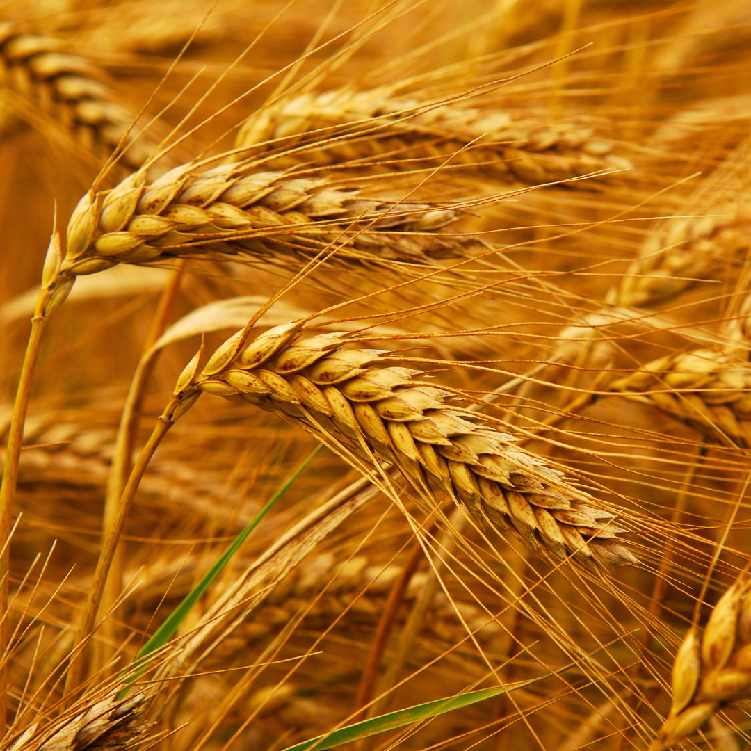 Fresh Wheat Seeds | Hard Red Winter | Organic | Heirloom Non-GMO | Grain Seeds
