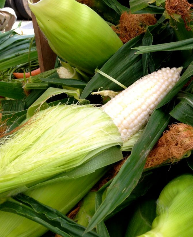 100 COUNTRY GENTLEMAN WHITE CORN Sweet Heirloom Zea Mays Vegetable Seeds *FlatSH