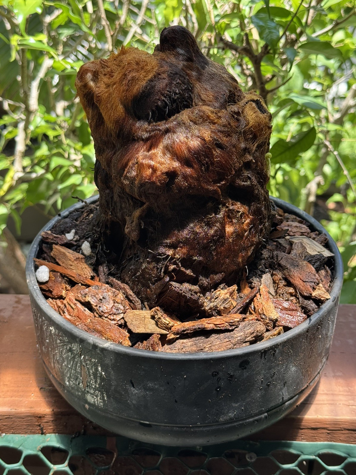 Cibotium Barometz Plant Extra Large Live Tree Fern