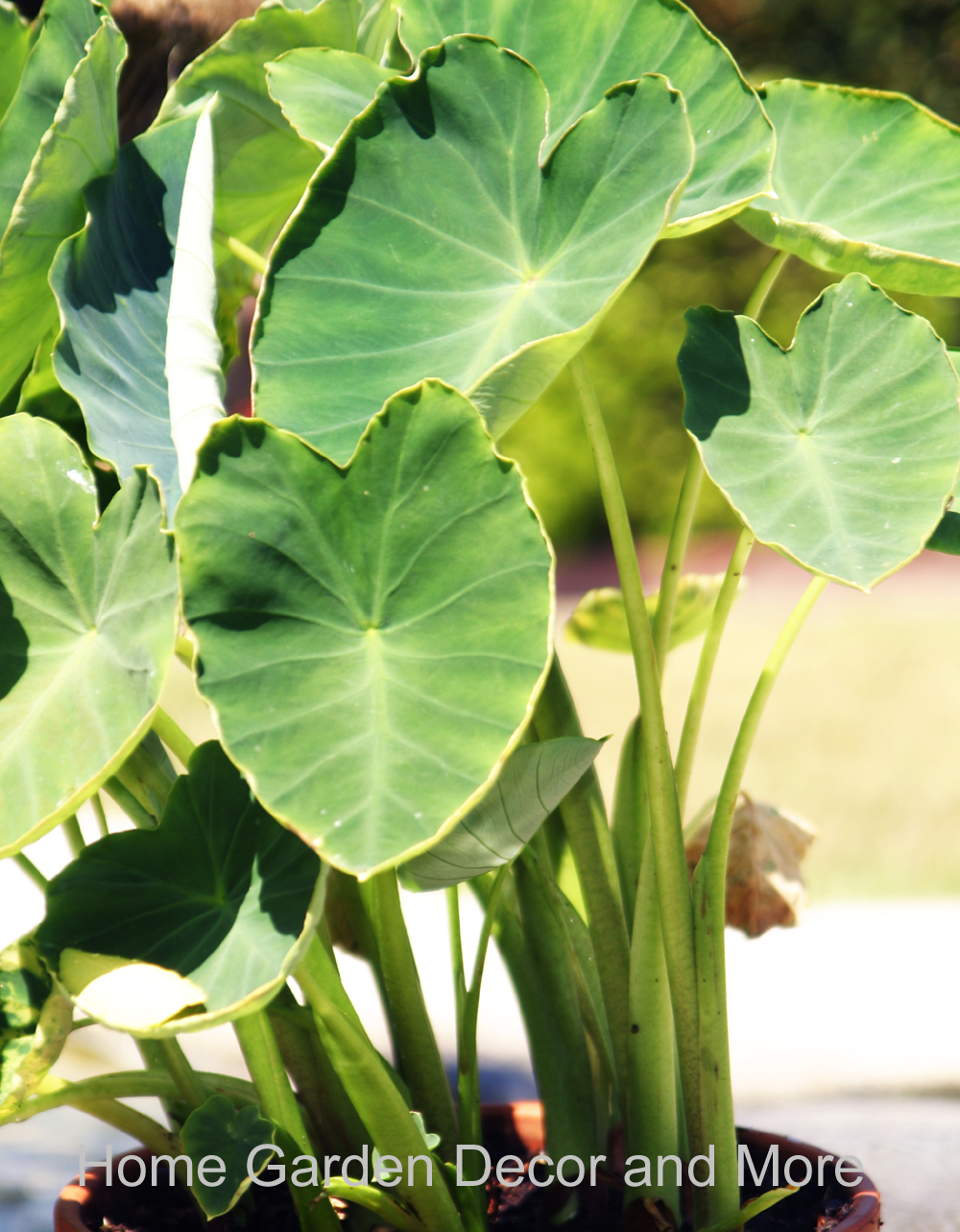 10 Small GREEN TARO BULBS ROOTS KOI POND TROPICAL PLANT EDIBLE Ready to Grow