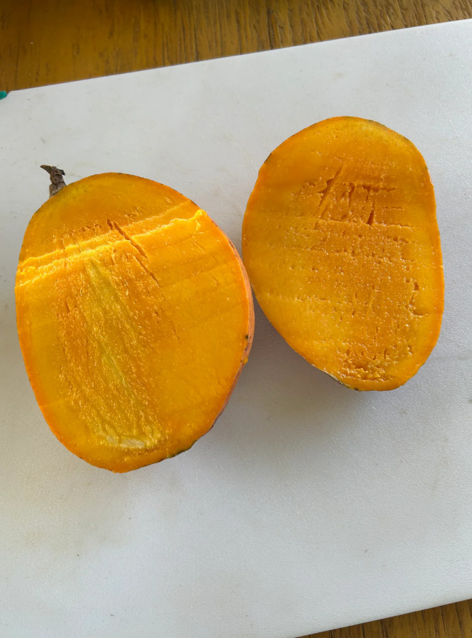 Live Julie Mango Plant, 3 Gal Pot, 2–3 Ft Tall, No Ship to CA, HI, PR, GU, AK