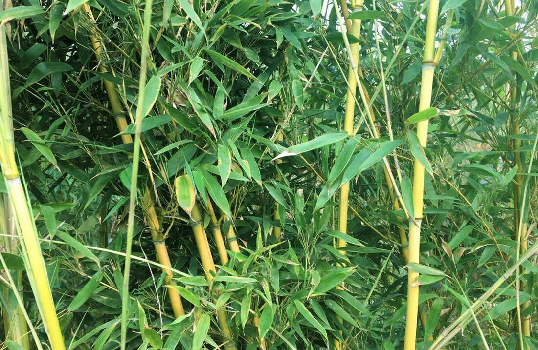 50+Golden Bamboo Seeds Yellow Crookstem Bamoo Home Decoration Cold Hardiness USA
