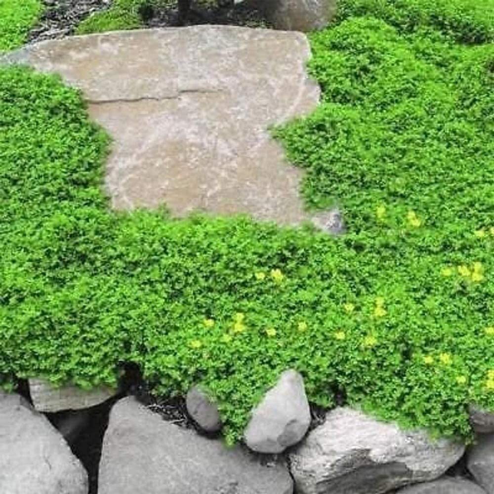 1,000+ Outdoor Green Carpet Seeds for Planting – Rupturewort (Herniaria Glabra)