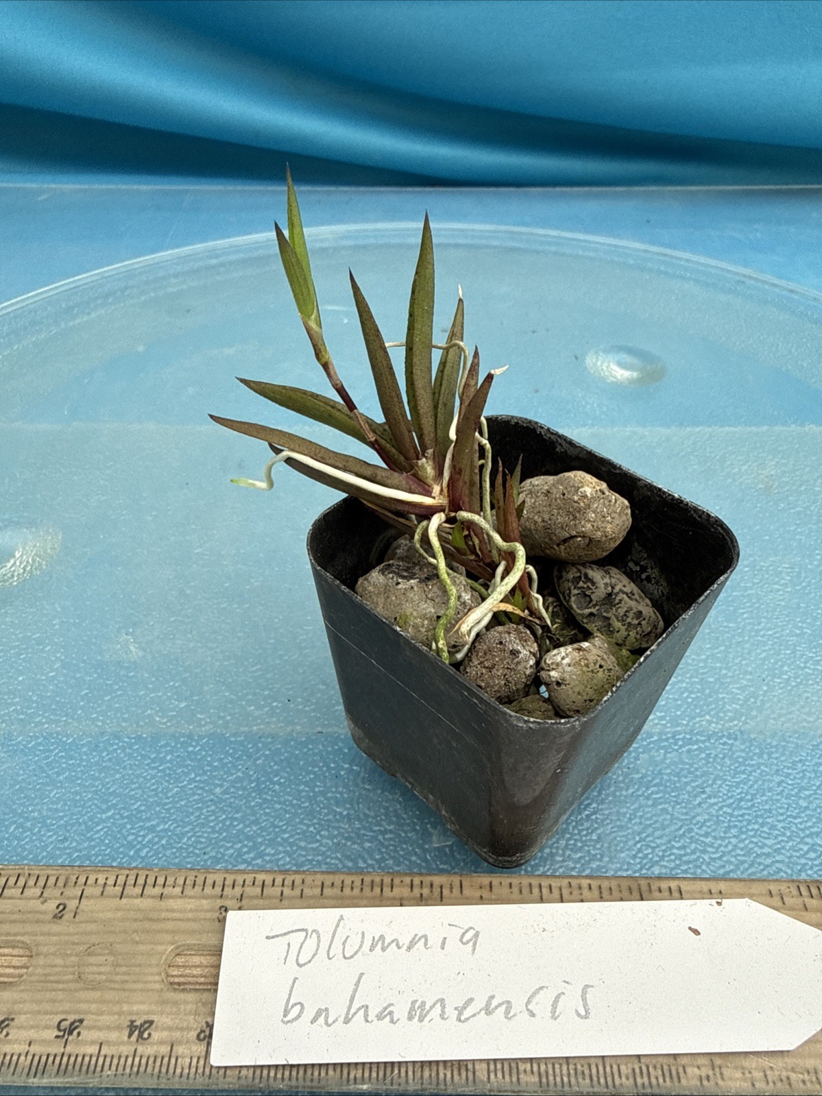 Tolumnia bahamensis NBS Pink White Yellow Native Florida Orchid Species 2” Pot