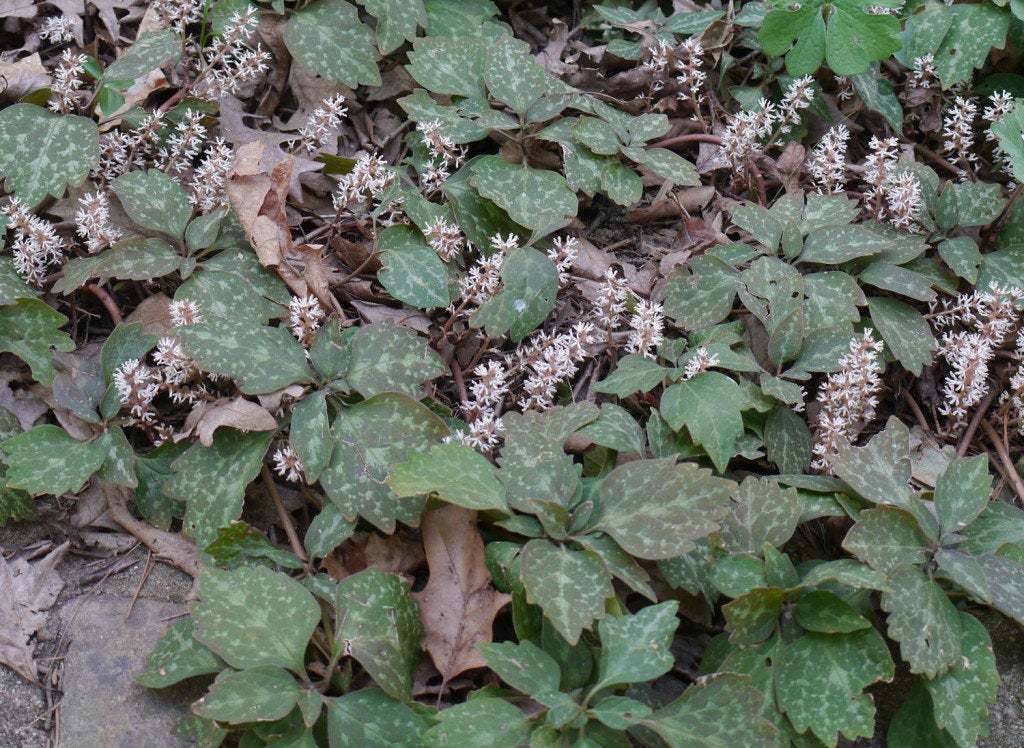 5 Allegheny Spurge Herb Roots, Mountain Spurge, Buxaceae, Pachysandra procumbens