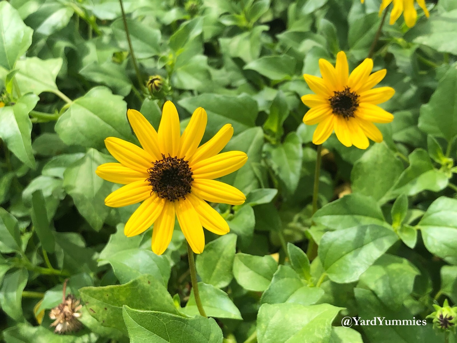 West Coast Dune Sunflower Cuttings Unrooted Cuttings Yellow Beach Sunflower FL