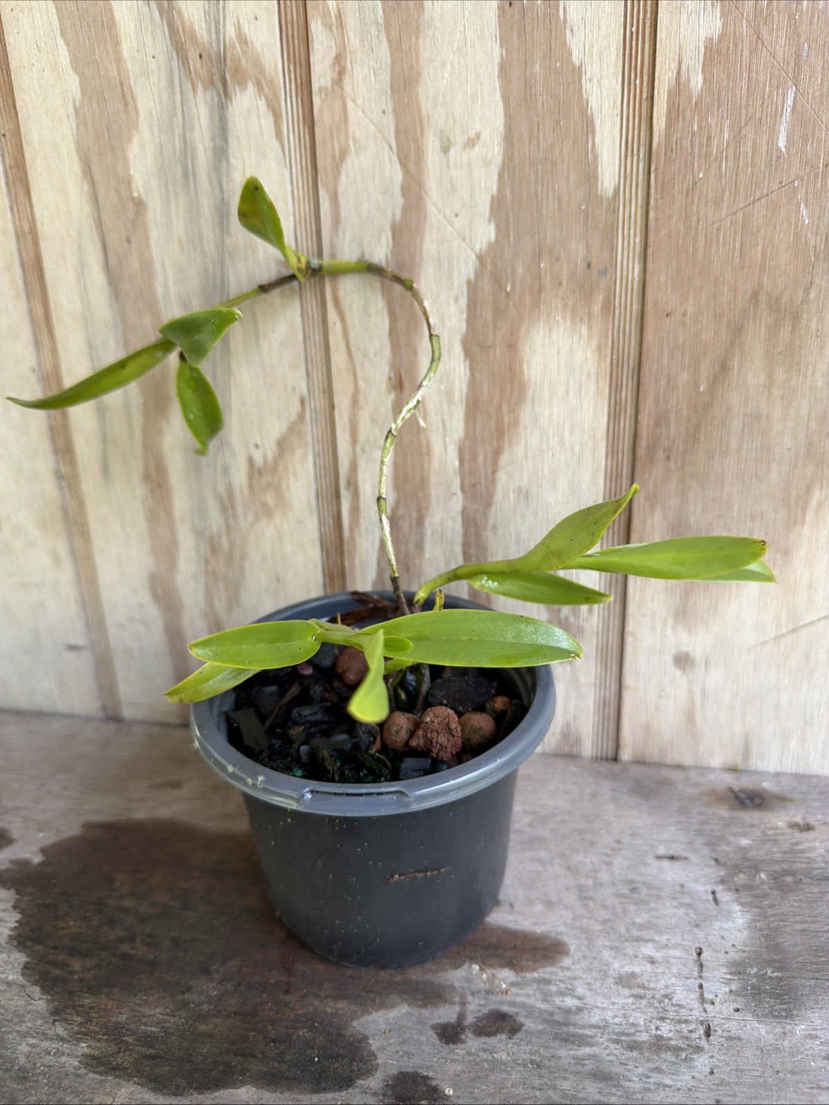 Orchid Plants Epidendrum Difforme Species