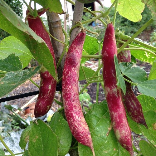 BULK Pink Cranberry Bean Seeds | Dwarf Horticultural Taylor Borlotti Pinto 2024