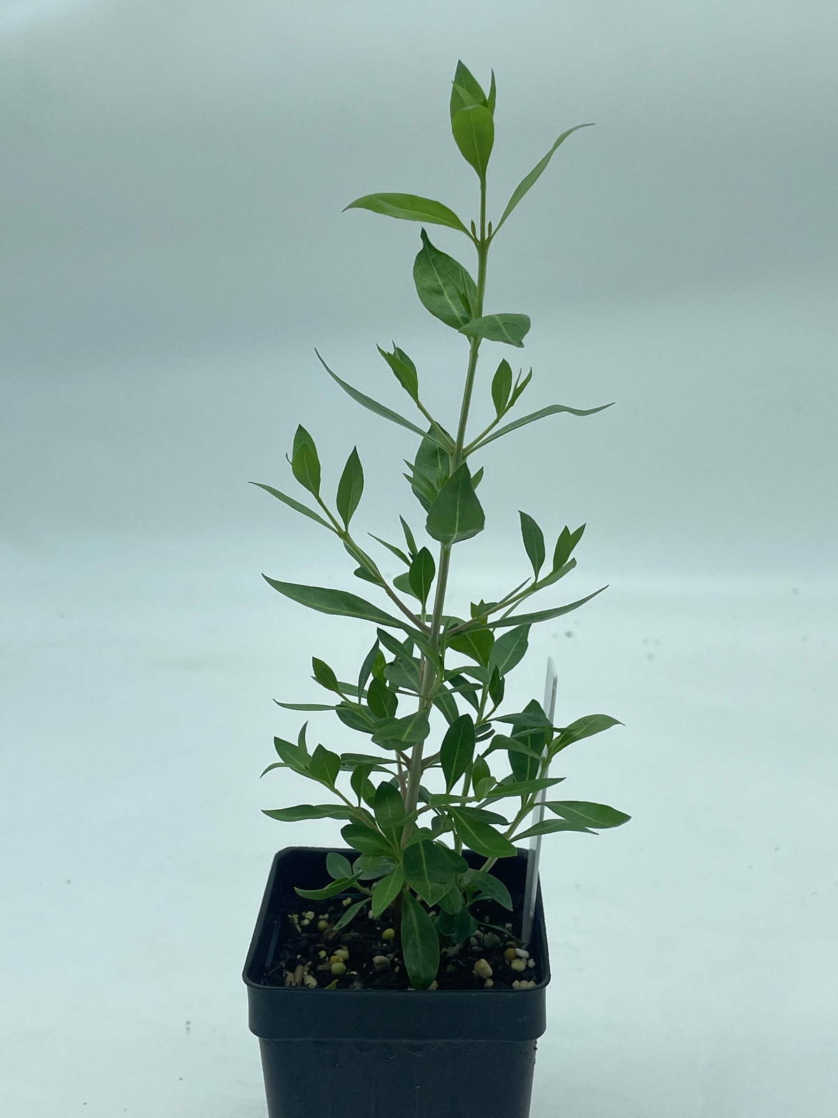 Henna Starter Plant – Lawsonia Inermis Easily Make Your Own Natural Ink For Art