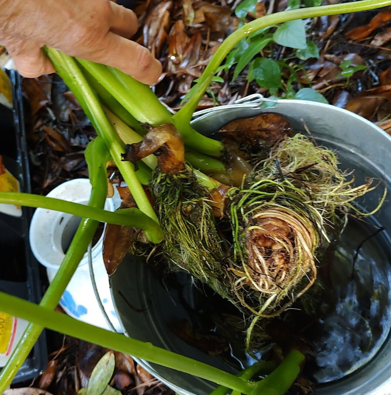 5 Colocasia ‘Black Beauty’ PLANTS (Not Little Starter Plants) Elephant Ear