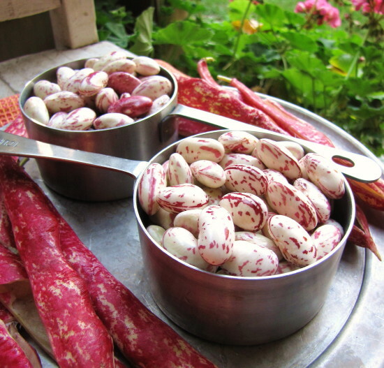 BULK Pink Cranberry Bean Seeds | Dwarf Horticultural Taylor Borlotti Pinto 2024