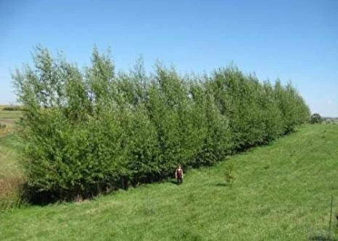 BEST DEAL ON EBAY! 400 Large Austree Willow Cuttings 10″ THICK STOCK