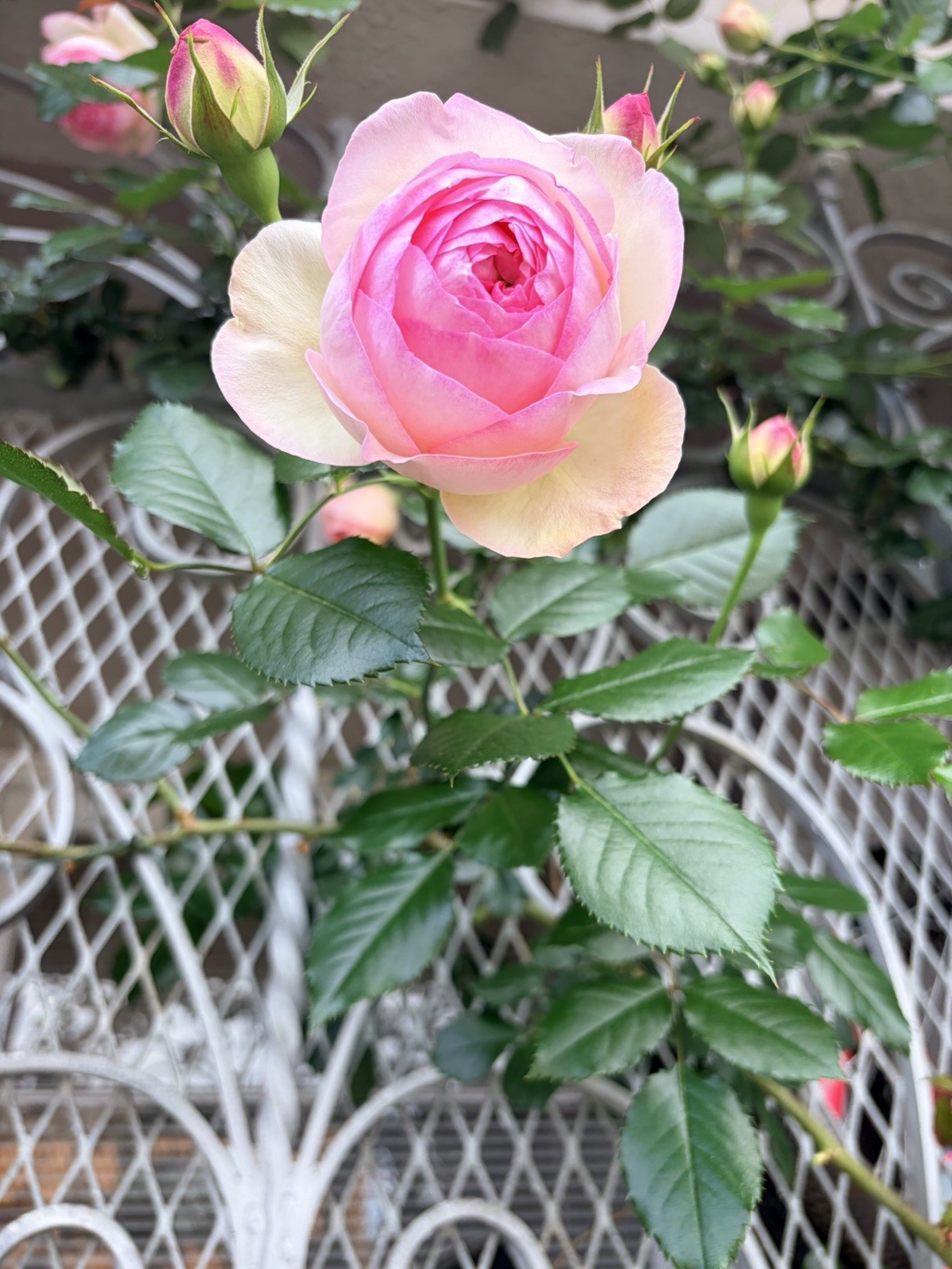 Beautiful Eden climbing rose