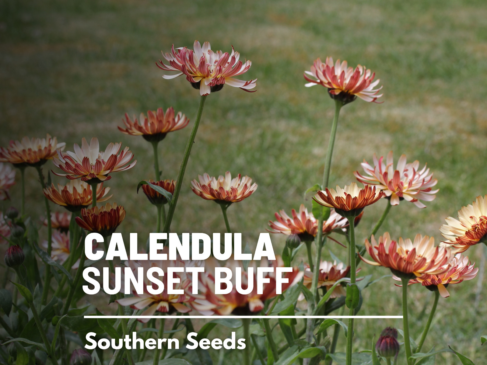 Calendula, Sunset Buff- Heirloom Medicinal Flower Seeds (Calendula officinalis)