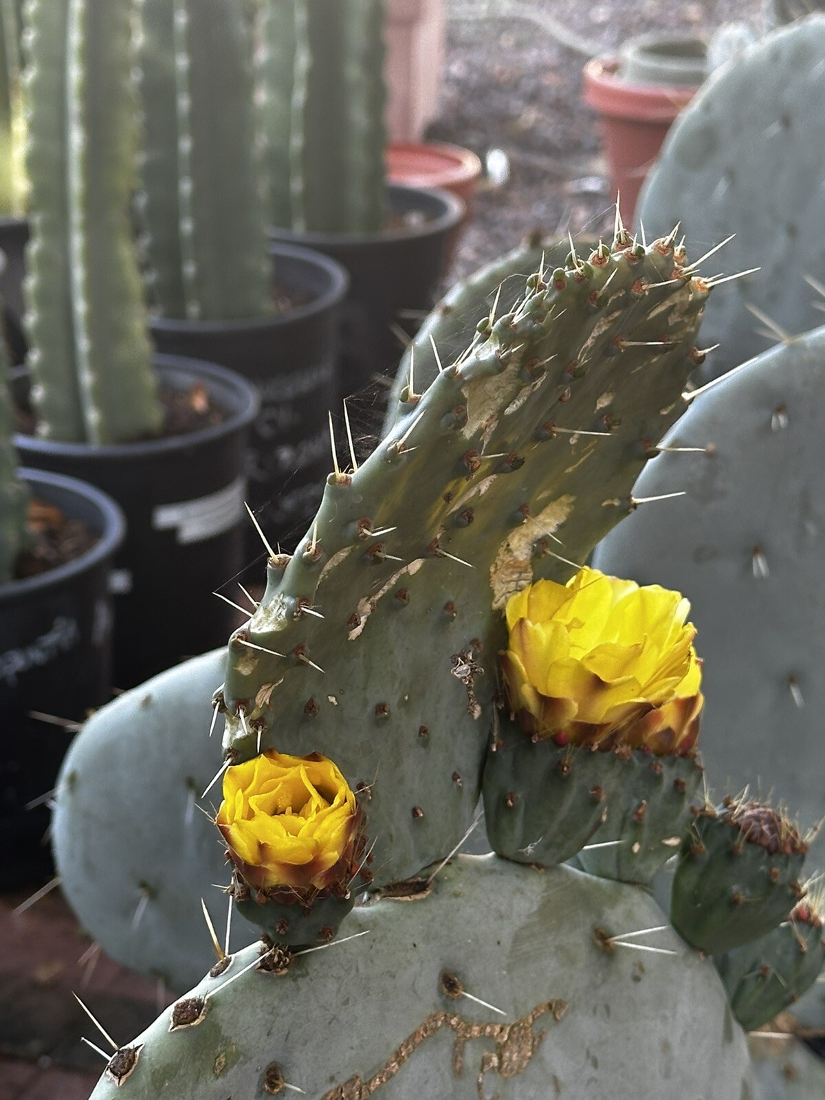 Prickly PEAR 🍐 Cactus Plant , Orange, Pink & Yellow Flowers 🌸 2x 10-14” PADS