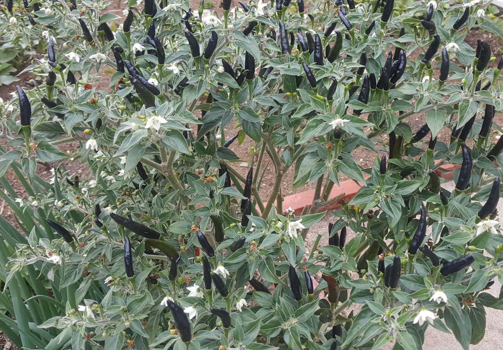 30+Fresh Rare Black Cobra Hot Chili,Black Pepper Organic Seeds