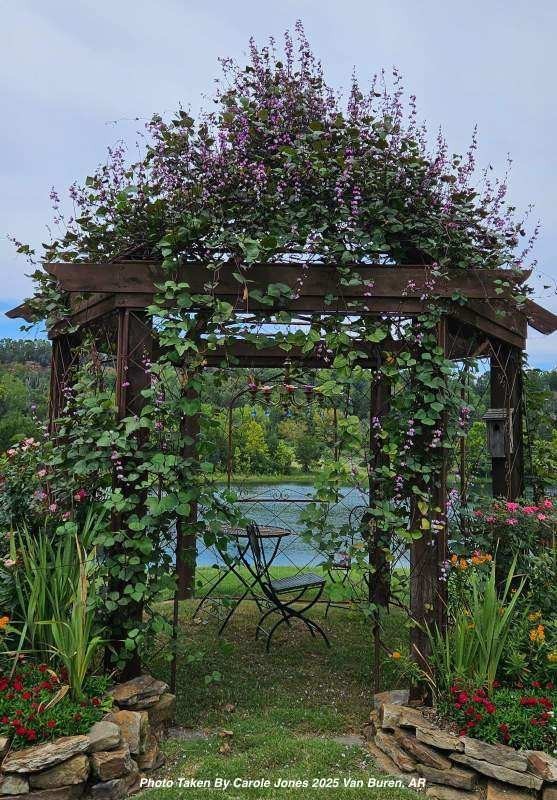 Purple Hyacinth Bean Vine Seeds 15 Pack (Lablab purpureus, Dolichos lablab)