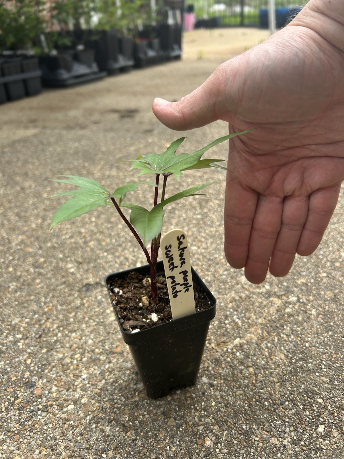 Potted Sweet Potato Plant – Sakura Purple – Vining Type- Non GMO & Chemical Free