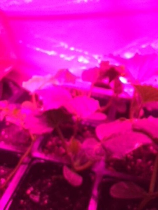 1 Live Plant – Vegetable – Cucumber Seedling Plants 30 days old, 2″ to 4″ tall