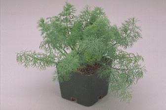 Dill Fern Leaf Dwarf Anethum graveolens 2,000 seeds