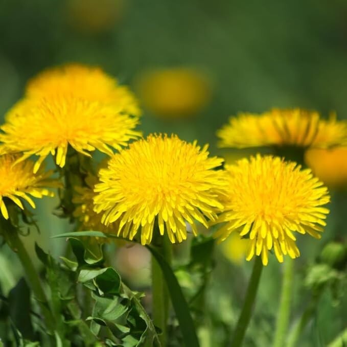 Dandelion Live Plant 3-6 Inch Tall in 4 Inch Pot – Live Dandelion Plants