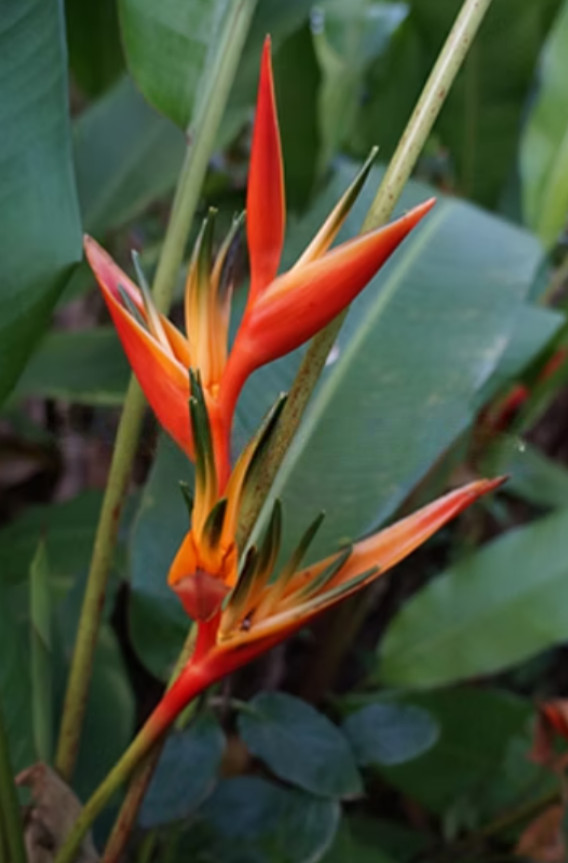 Set 2 Live Red Heliconia Rhizomes with Green & Yellow Center – Tropical Flower
