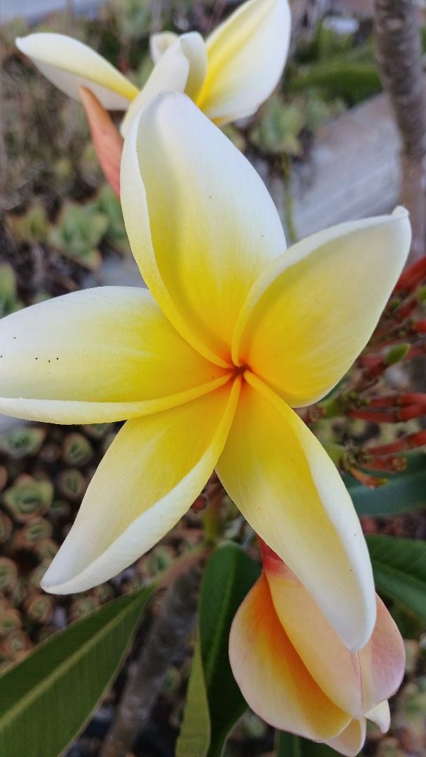 “BLAZING SUN HAWAII” PLUMERIA FRANGIPANI 12″ BLOOMING NOW FRESH CUT DAY OF ORDER