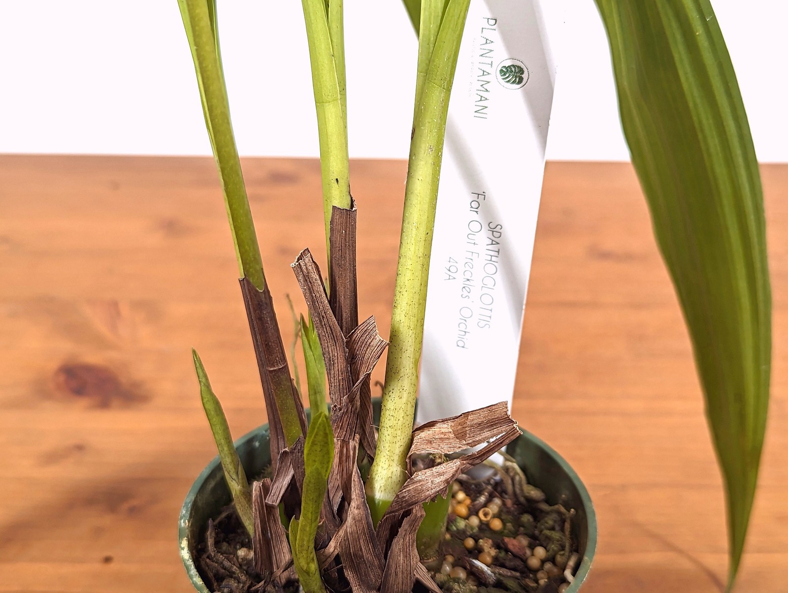 Spathoglottis Far Out Freckles Ground Orchid – USA Seller – 4 Inch Pot