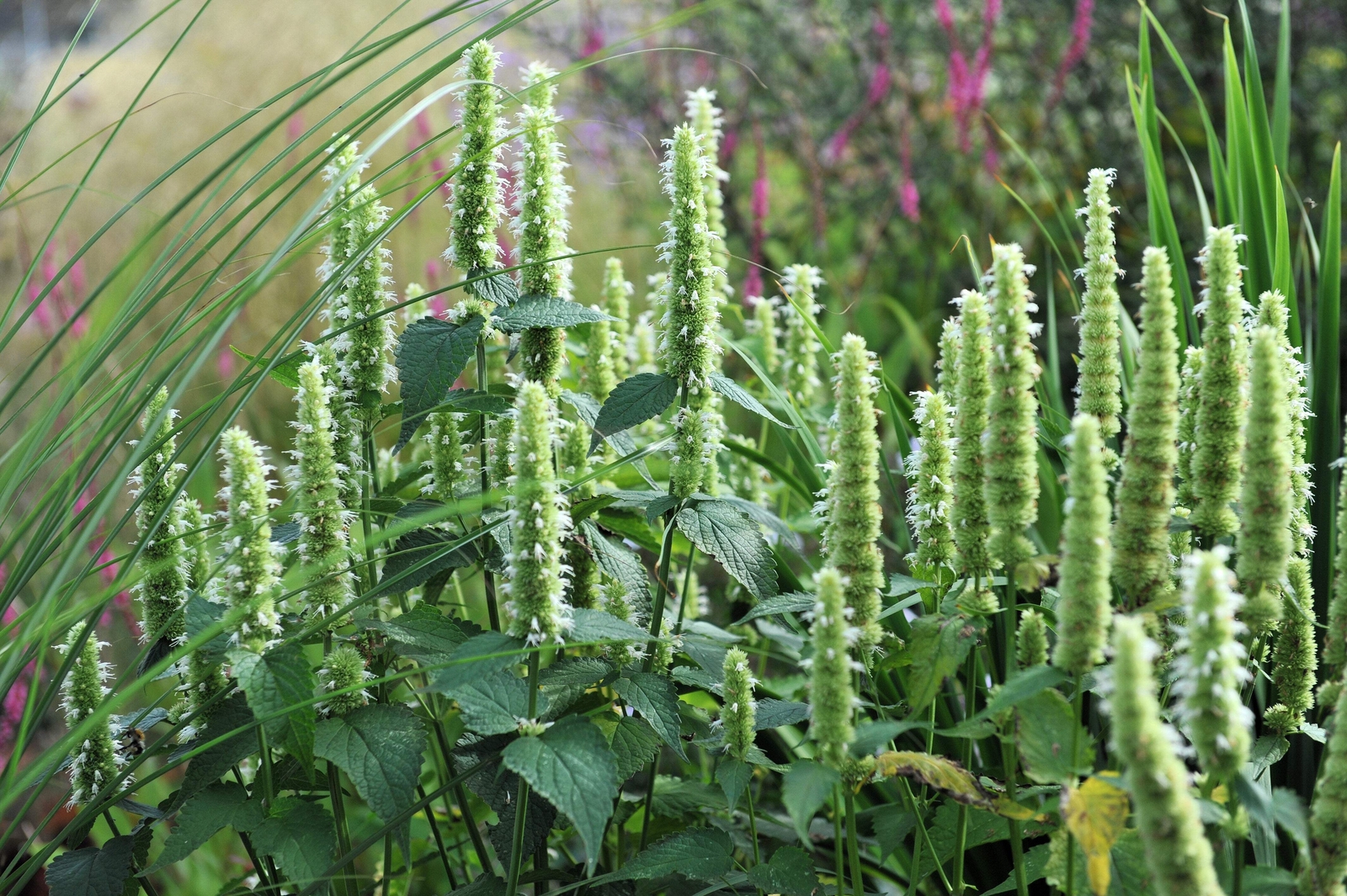 500 GIANT YELLOW HYSSOP Agastache Nepetoides Herb Flower Seeds *Flat S/H