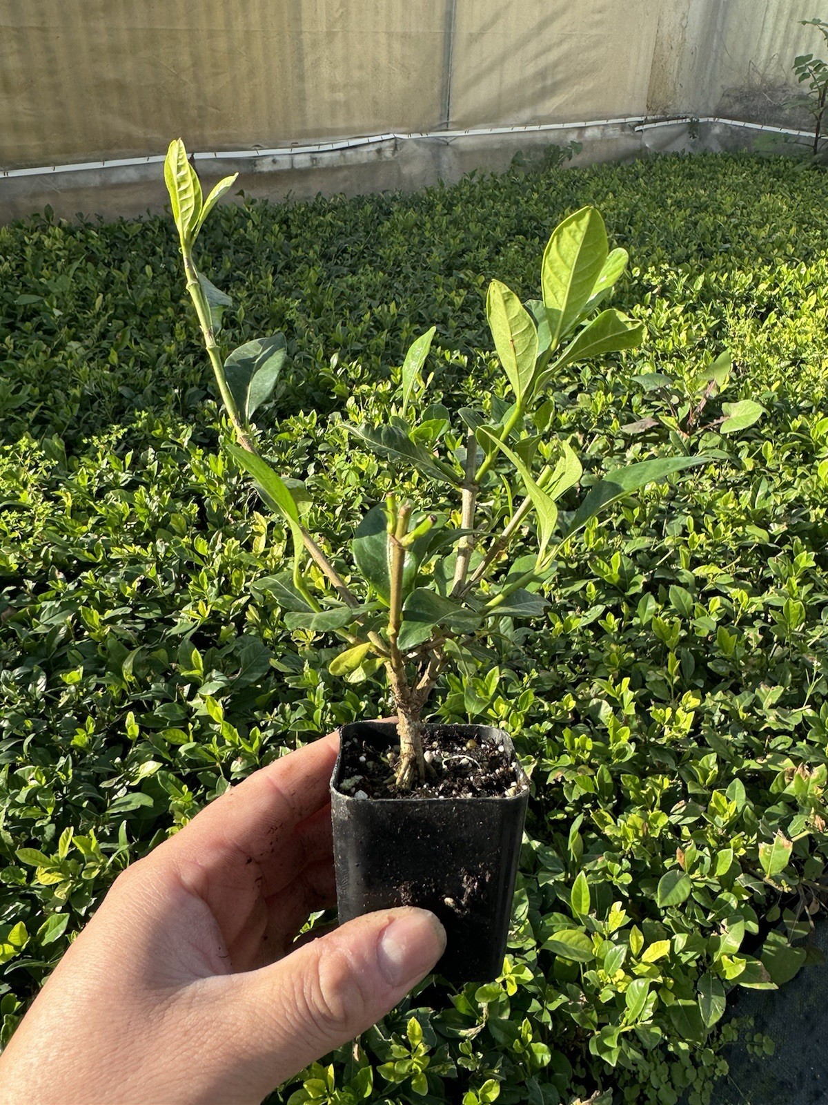🌿 Pack of 3-Gardenia Veitchii 2″ Pots – 2 Years Old Plant 🌸