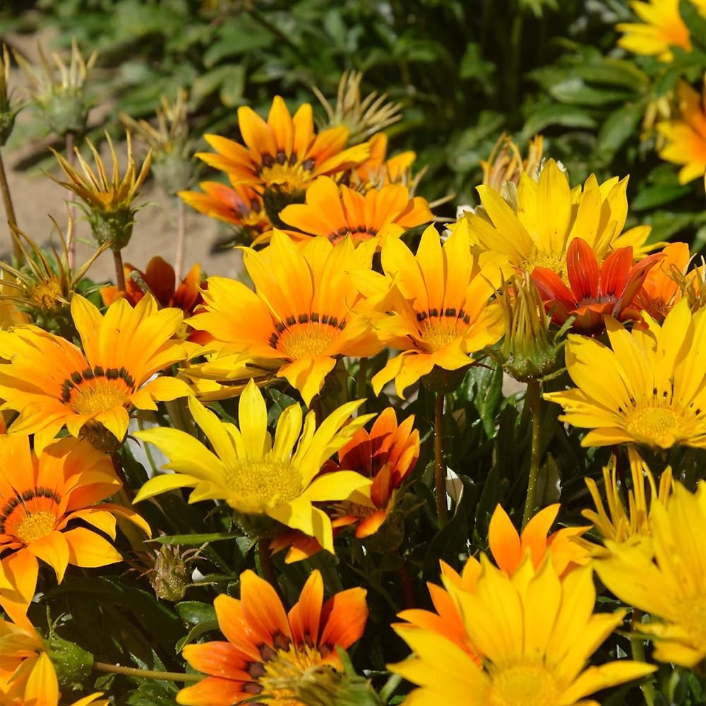 300 Perennial Mix Gazania Seeds Heat-Perennial Ground Cover Seeds-Drought Tolera