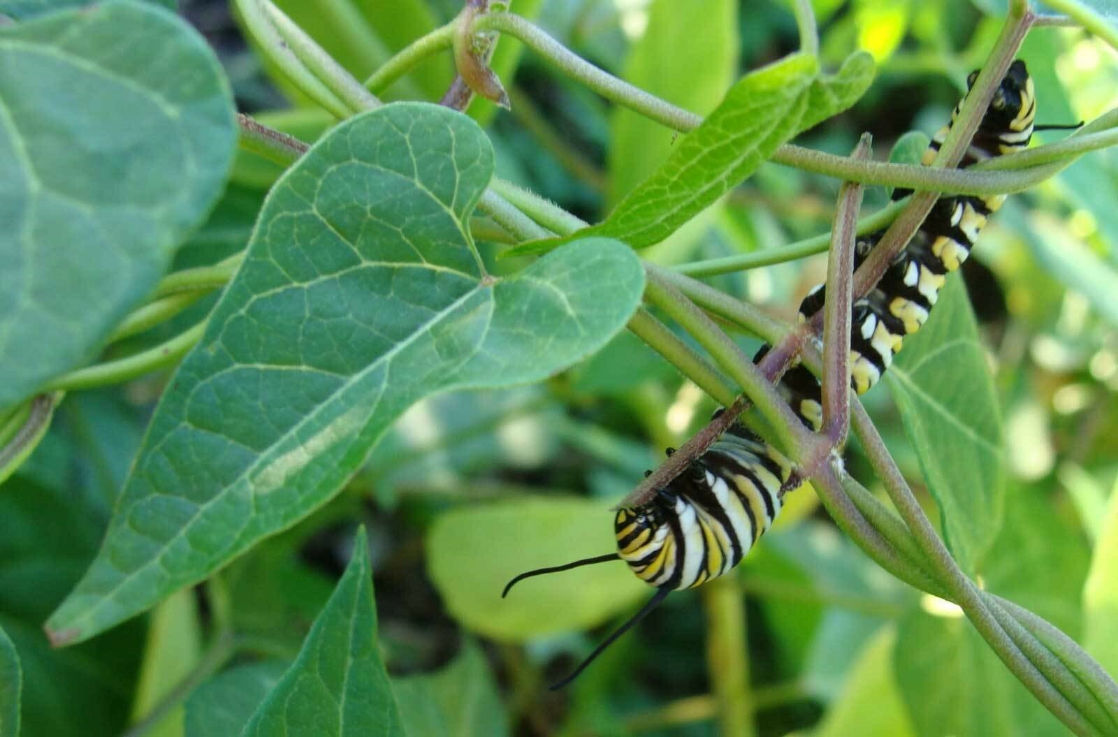 Cynanchum laeve| Sand Vine | Blue Vined Milkweed | 5_Seeds