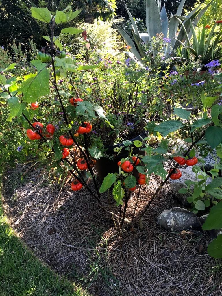40 Seeds Pumpkin-on-a-Stick Decorative Halloween Eggplant Solanum integrifolium