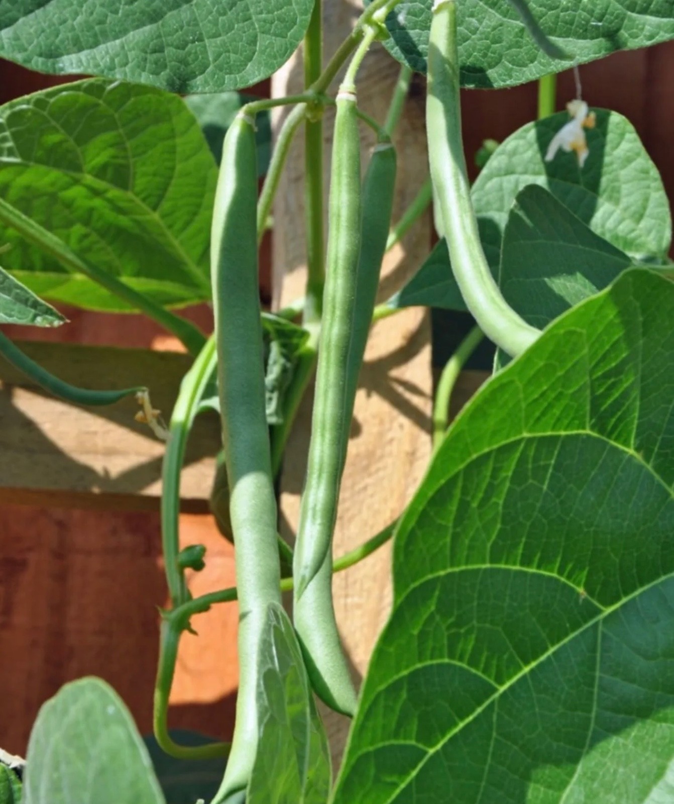 30 Blue Lake Pole Stringless Bean Seeds, Heavy Yield, Fresh 2026, Organic, Ohio
