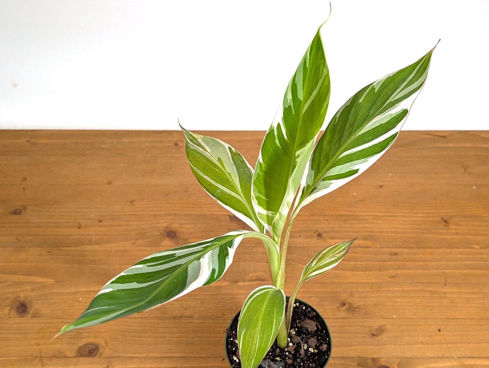 Variegated Musa Florida Banana Tree – Rare Exotic Tropical Indoor Houseplant