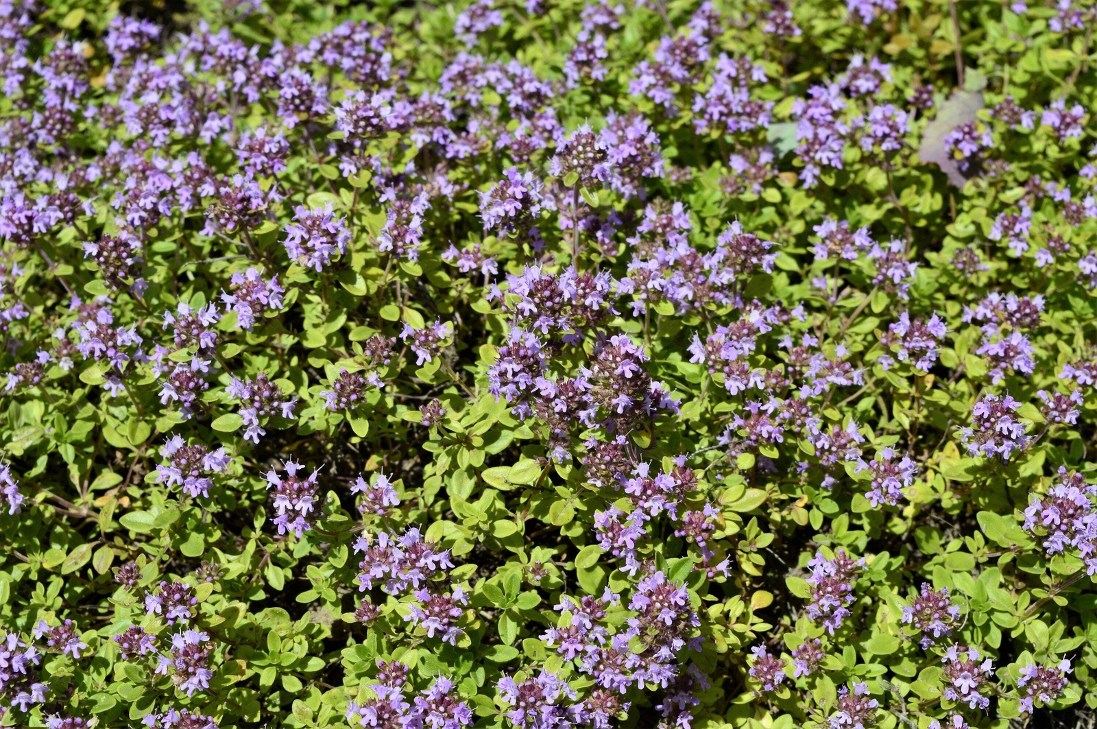 1000 LEMON THYME Thymus Pulegioides Herb Flower Seeds * Flat Shipping
