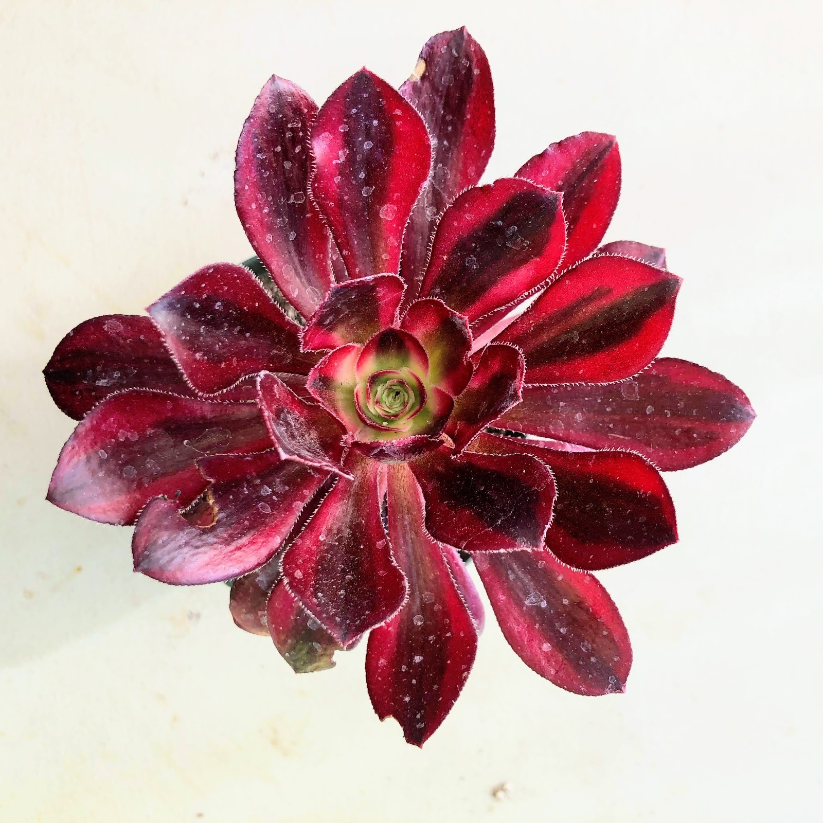 Aeonium Chanel Live Plant Purple Black Burgundy Green Rosette Plant